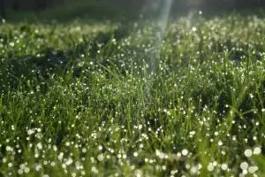 green lawn wet with dew